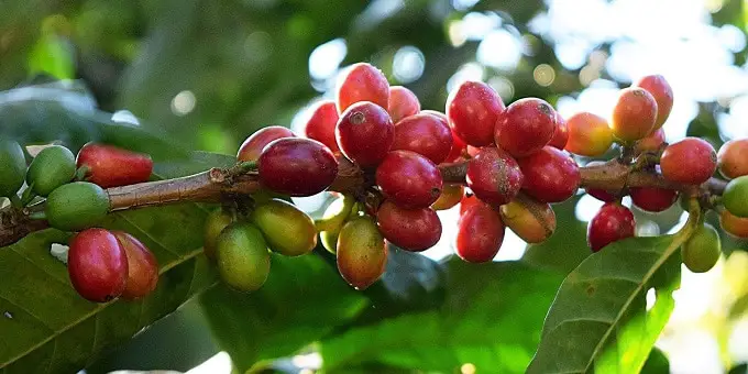 healthiest-organic-coffee